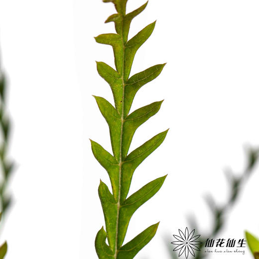 配花 | 羊齿 商品图0