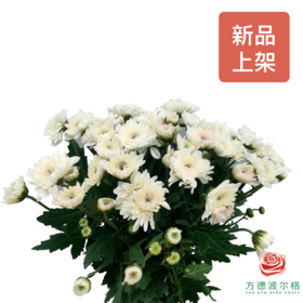 小菊 薇娅白