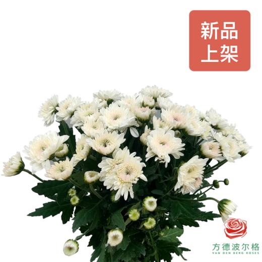 小菊 薇娅白 商品图0