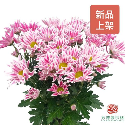 市场自采多头小菊 斑纹 商品图0