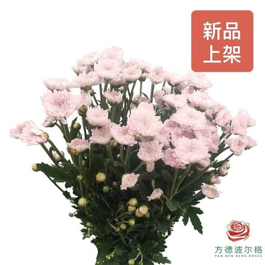 小菊 F-24 商品图0