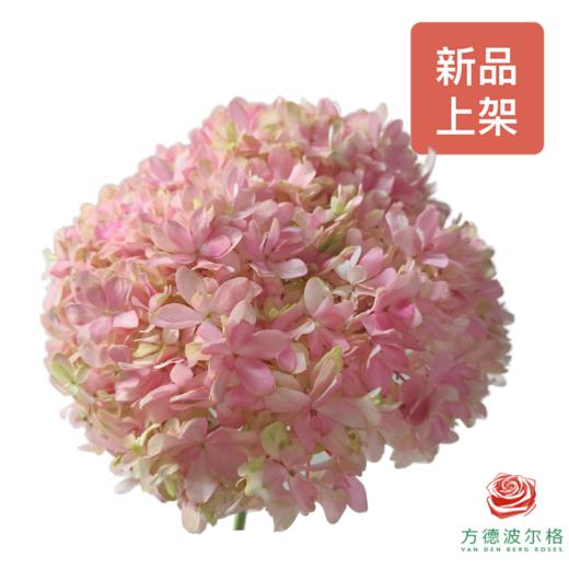 绣球 蝴蝶粉 商品图0