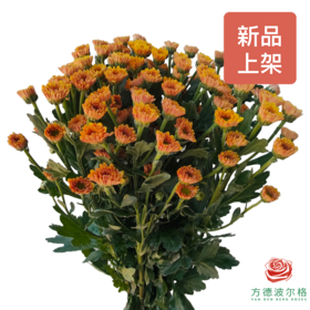 多头小菊 柔情橙