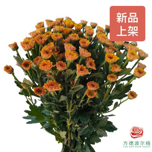 多头小菊 柔情橙 商品图0