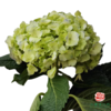 市场绣球 小型绣球 翠绿 1枝 商品缩略图0