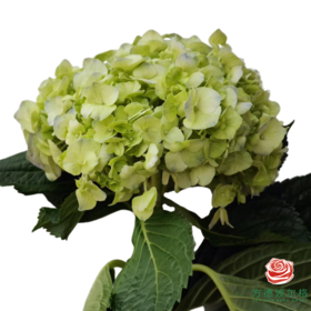 市场绣球 小型绣球 翠绿 1枝