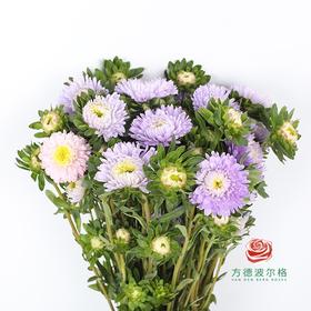 翠菊 浅紫