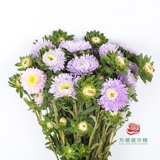 翠菊 浅紫 商品图0