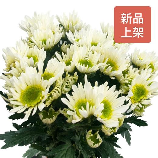 小菊-阿哥斯 商品图0