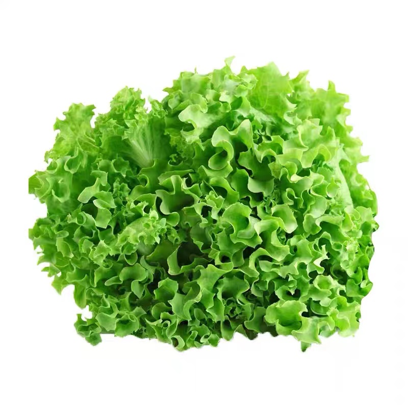 生菜480g-520g