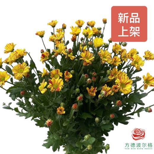 市场自采多头小菊 调色板（浅色） 商品图0