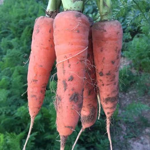 土红萝卜 480g-520g 商品图2