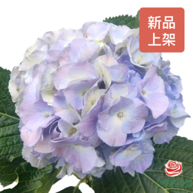 市场绣球 海紫 1枝