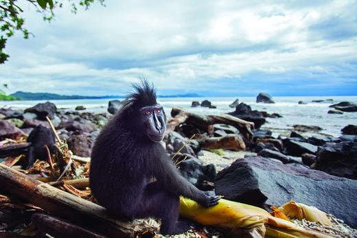 【现货】One of a Kind: The Unique World of Island Animals | 岛屿动物的奇特世界 摄影集 商品图6