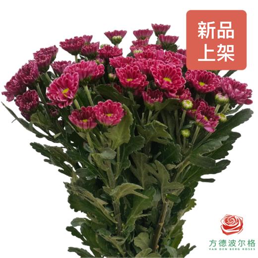 市场自采多头小菊 葡萄汽水 商品图0