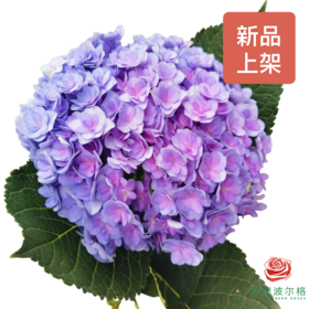 市场绣球 重瓣紫色 1枝