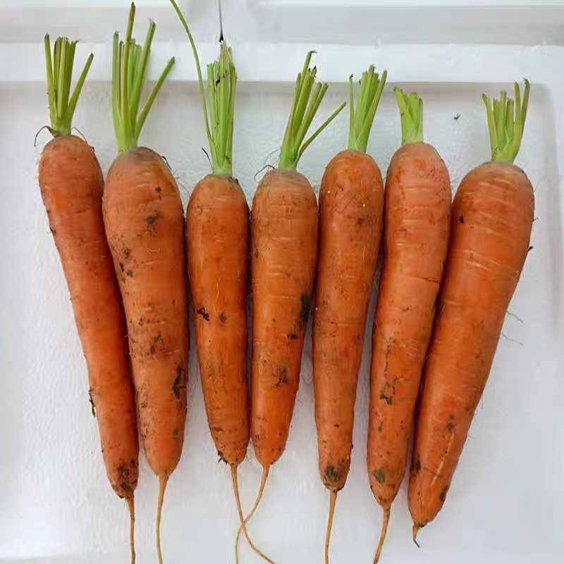 土红萝卜 480g-520g