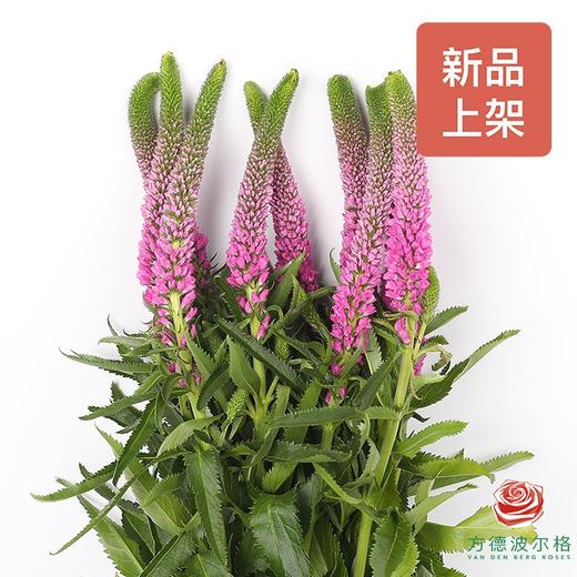 鼠尾草 桃红色 商品图0