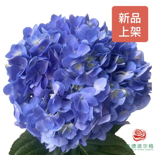 市场绣球 深海紫 1枝 商品图0