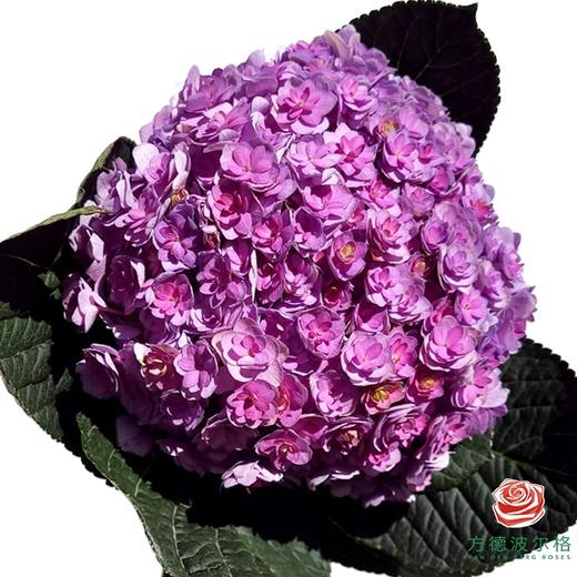 绣球-重瓣粉色 商品图0