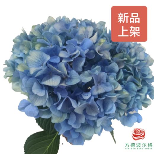 绣球-青花瓷 商品图0