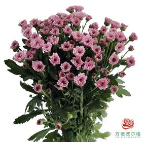 多头小菊 柔情