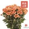 市场自采多头小菊 三文鱼 商品缩略图0