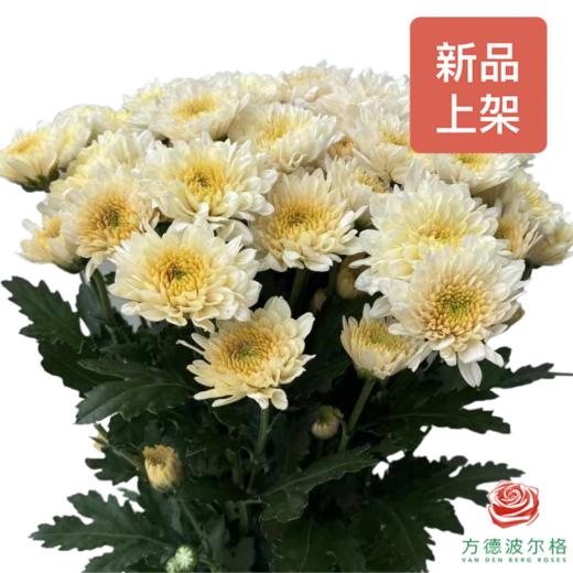 市场自采多头小菊 香草沙冰 商品图0