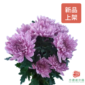 单头菊-罗斯安娜深粉