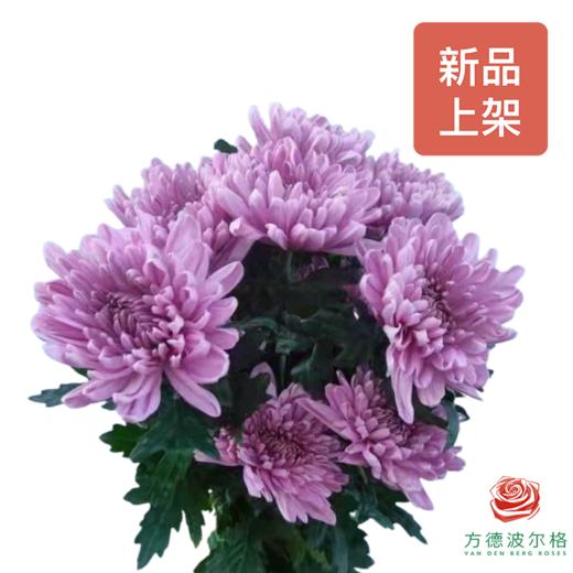 单头菊-罗斯安娜深粉 商品图0