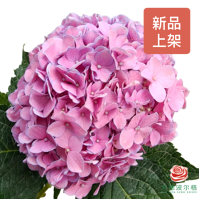 绣球 小可爱（迷你型小花头）