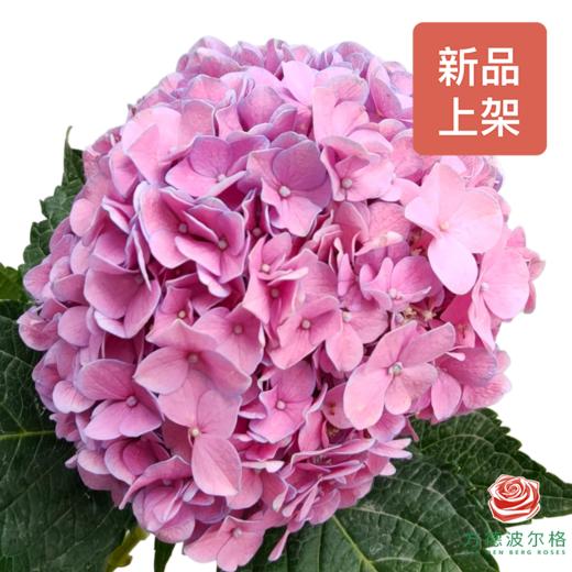 绣球 小可爱（迷你型小花头） 商品图0