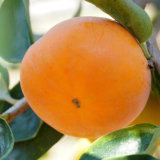 清脆甜蜜·云南咔吉脆柿子 生态种植 自然熟 商品图1