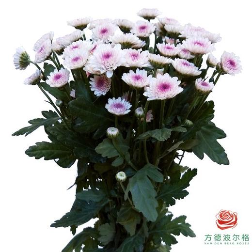 多头小菊 马蒂斯 商品图0