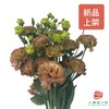 洋桔梗 伯爵茶色S 400g 商品缩略图0