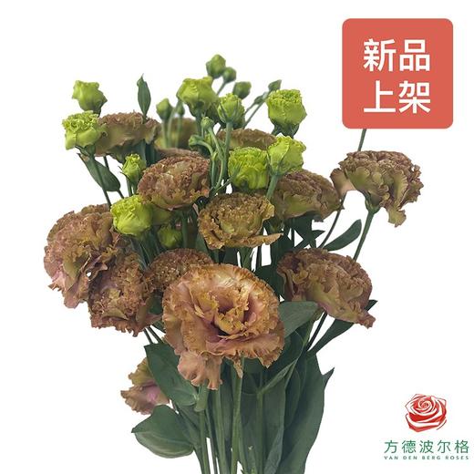 洋桔梗 伯爵茶色S 400g 商品图0