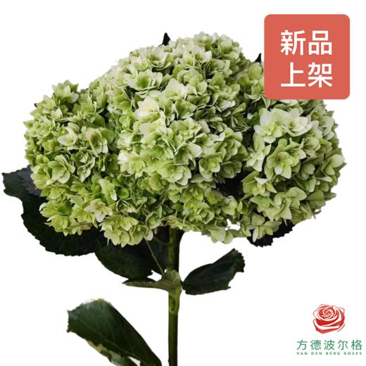 市场绣球 绿松石 1枝 商品图0