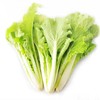 小白菜480g-520g 商品缩略图1