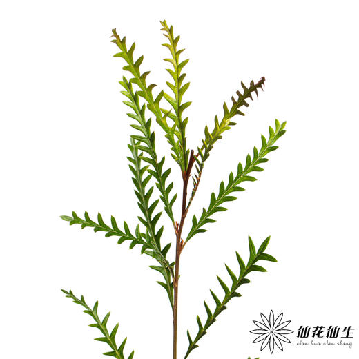 配花 | 羊齿 商品图1