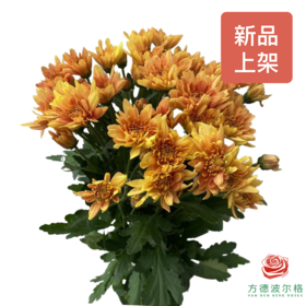 市场自采多头小菊 橘子冰沙