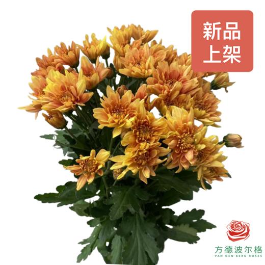 市场自采多头小菊 橘子冰沙 商品图0