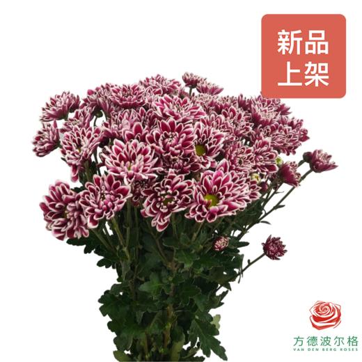 市场自采多头小菊 蝴蝶 商品图0