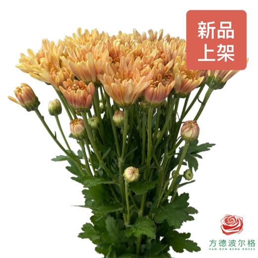 市场自采多头小菊 香槟提卡 商品图0