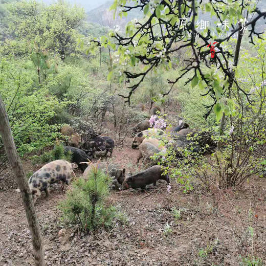 生态猪肉脯（成都仓库-顺丰快递） | 200g/袋，来自秦岭大山，生产者：吴龙龙【合作生产，公平贸易】 商品图3