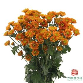 多头小菊 乔尼