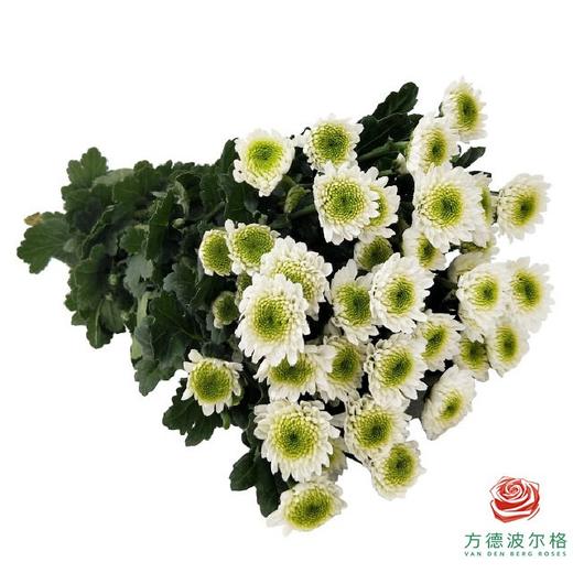 多头小菊 菲丽 商品图0