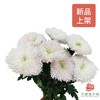 单头菊 伊斯科特浅粉 商品缩略图0