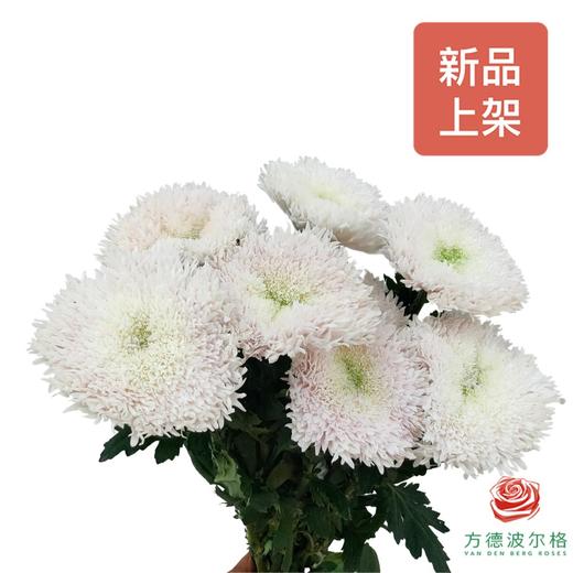 单头菊 伊斯科特浅粉 商品图0