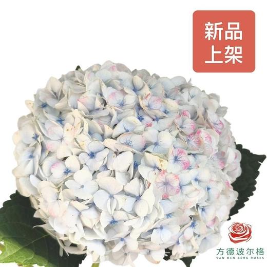 绣球-冬日恋歌 商品图0