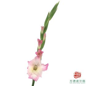 剑兰-牵牛花 5枝一扎